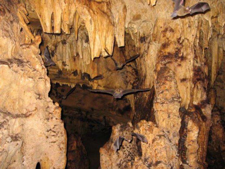 Достопримечательности Коста-Рики - Пещеры Венадо